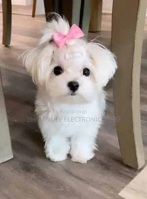 1-3 months Female Purebred Lhasa Apso