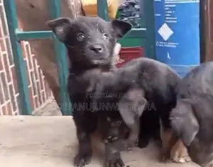 1-3 months Female Purebred German Shepherd