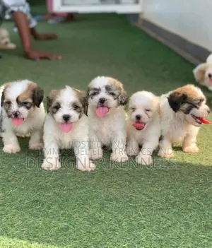 1-3 months Female Purebred Lhasa Apso