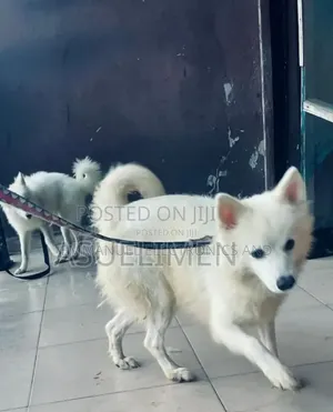 6-12 months Male Purebred American Eskimo