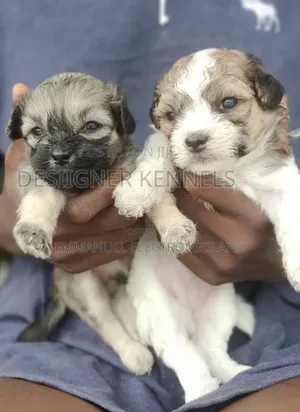 1-3 months Female Purebred Lhasa Apso