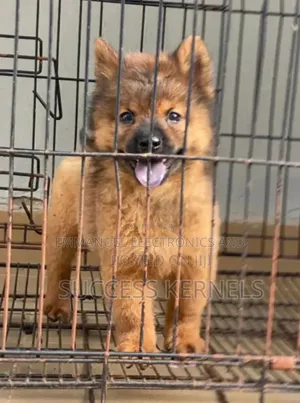1-3 months Female Purebred Chow Chow