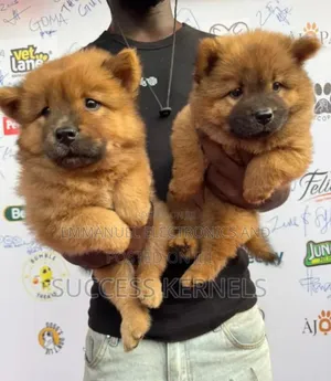1-3 months Female Purebred Chow Chow
