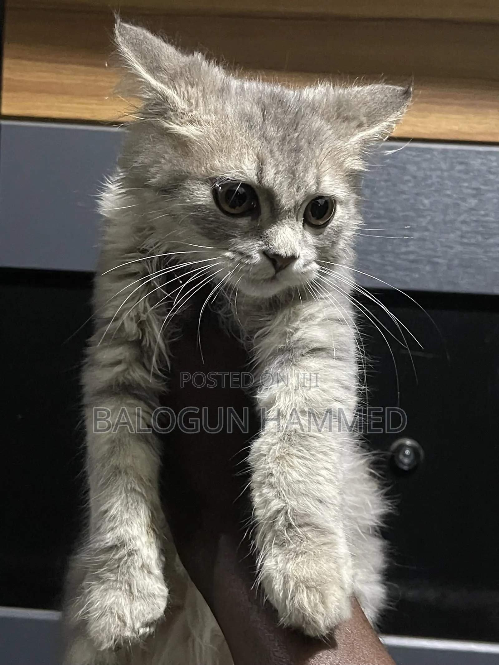1-3 months Male Mixed Breed Persian