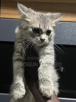 1-3 months Male Mixed Breed Persian