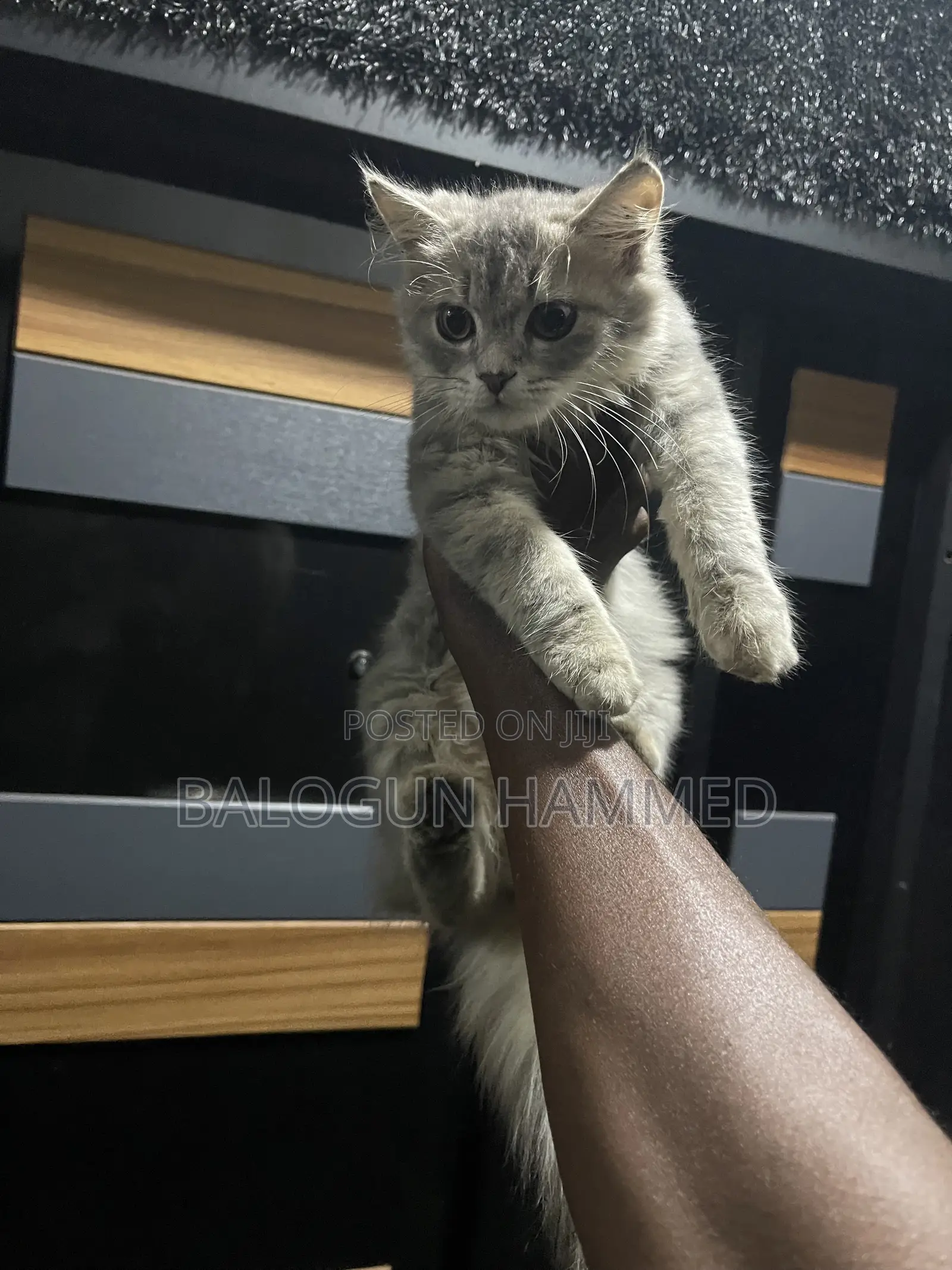1-3 months Male Mixed Breed Persian