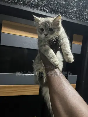 1-3 months Male Mixed Breed Persian