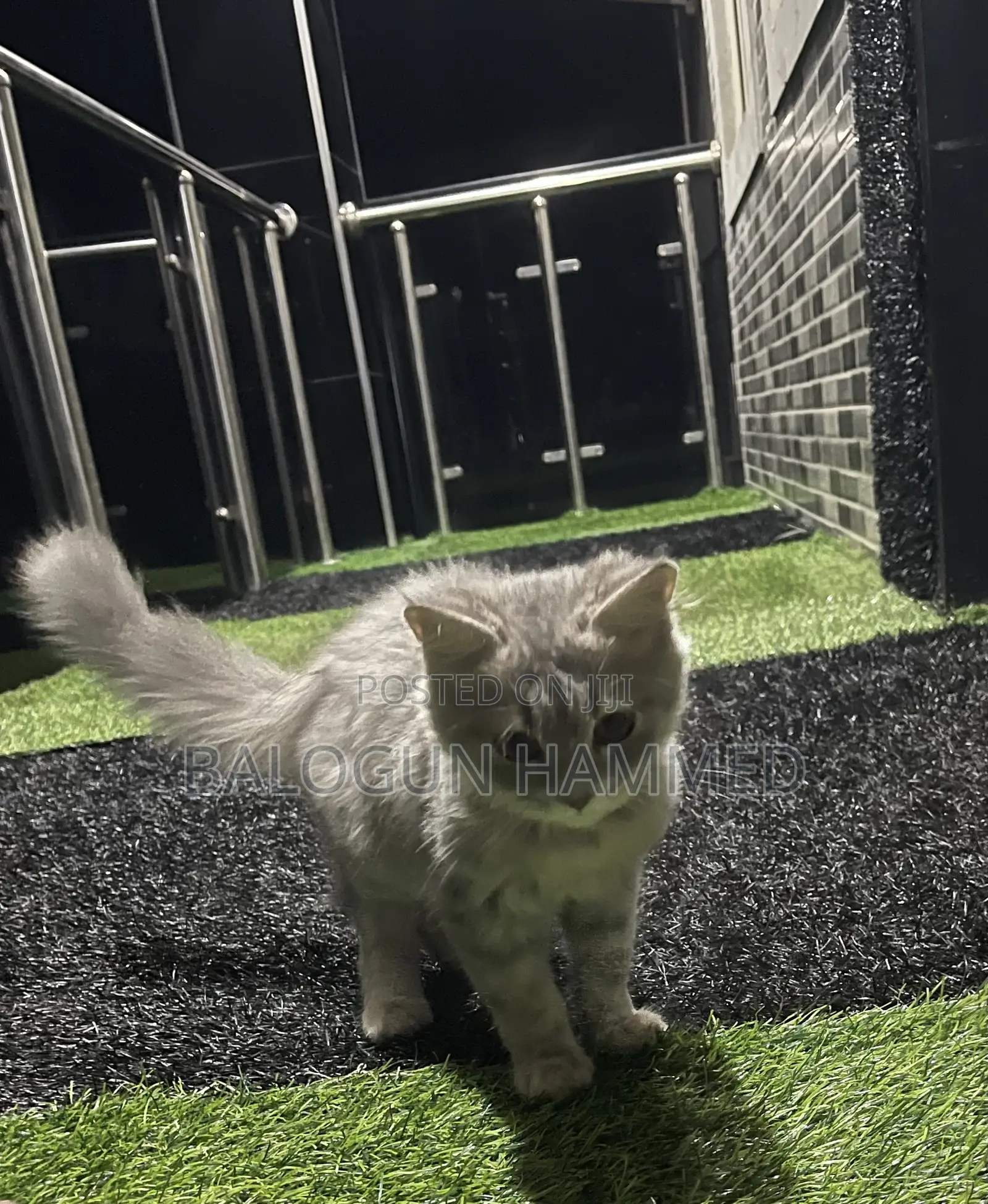 1-3 months Male Mixed Breed Persian