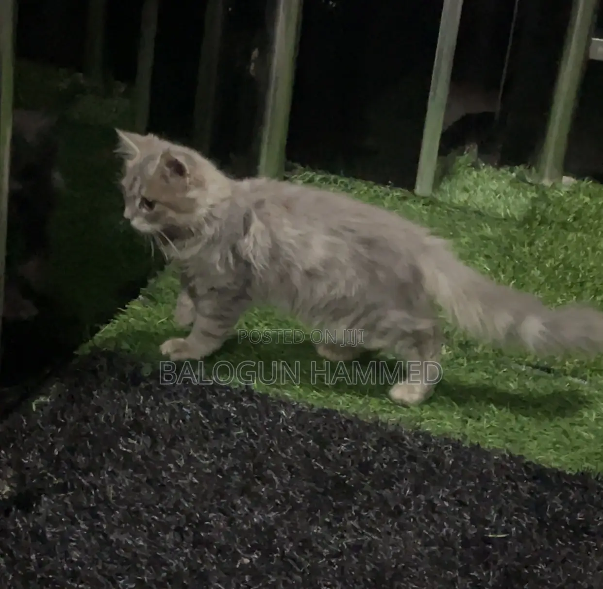 1-3 months Male Mixed Breed Persian