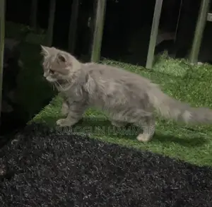 1-3 months Male Mixed Breed Persian