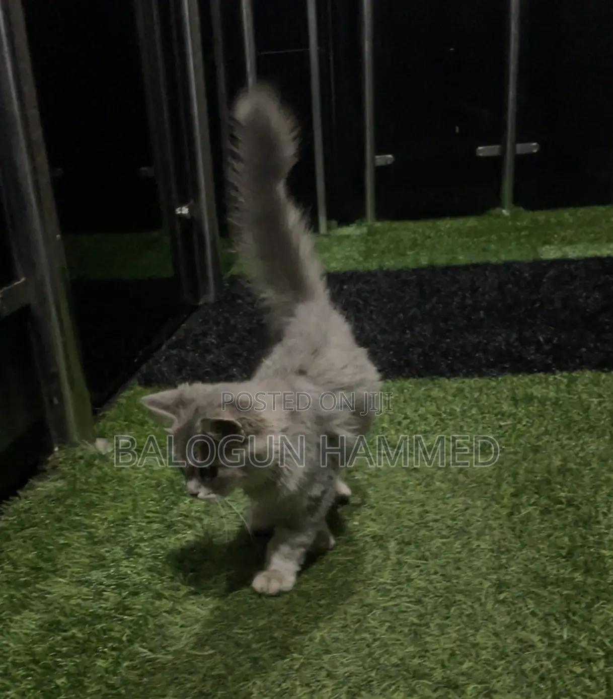 1-3 months Male Mixed Breed Persian