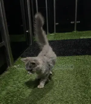 1-3 months Male Mixed Breed Persian
