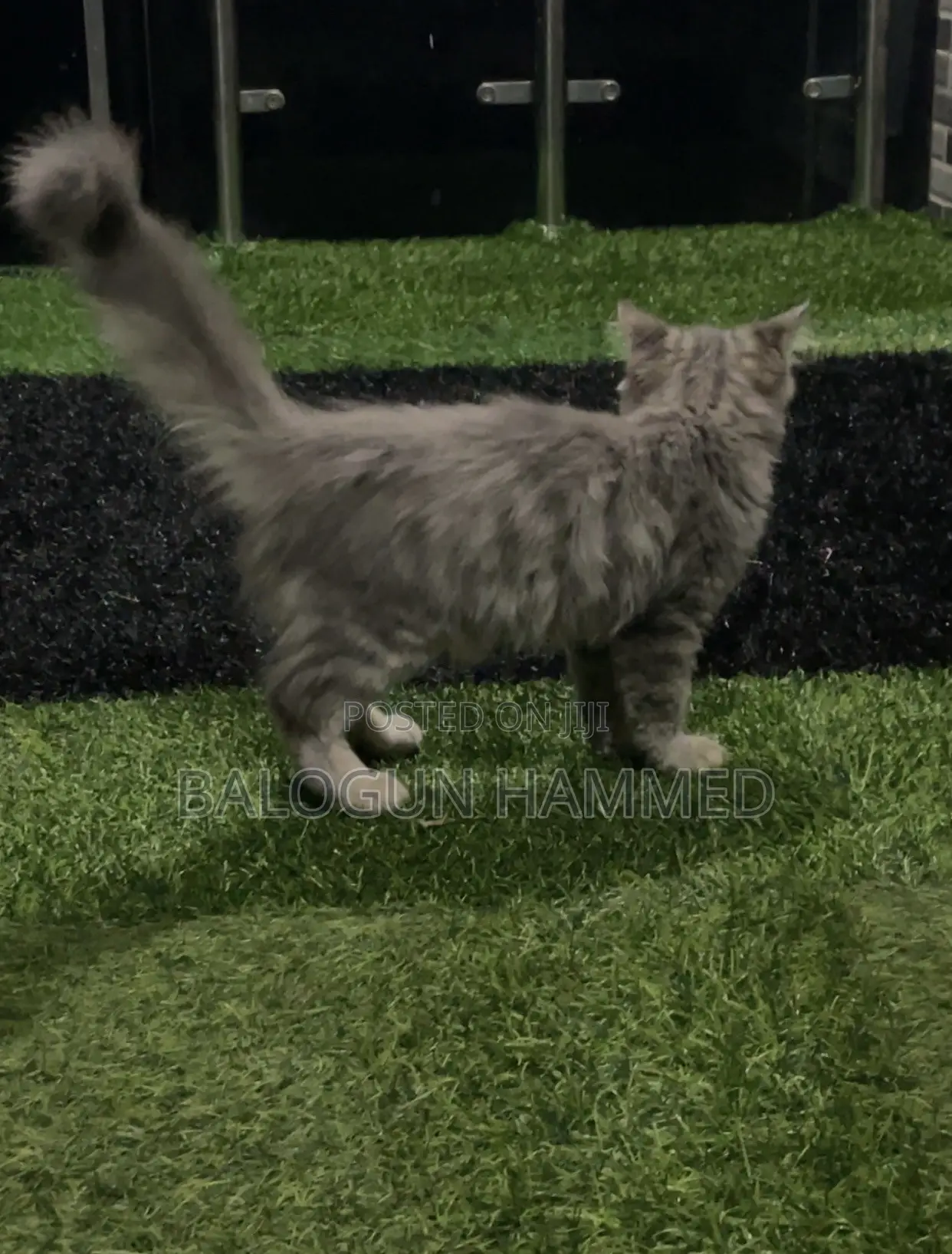 1-3 months Male Mixed Breed Persian