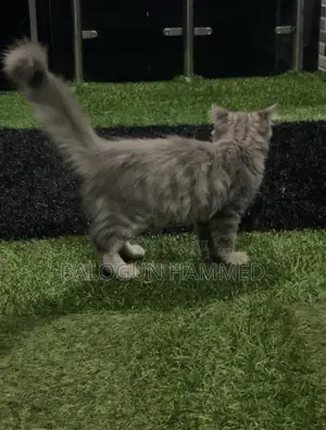 1-3 months Male Mixed Breed Persian