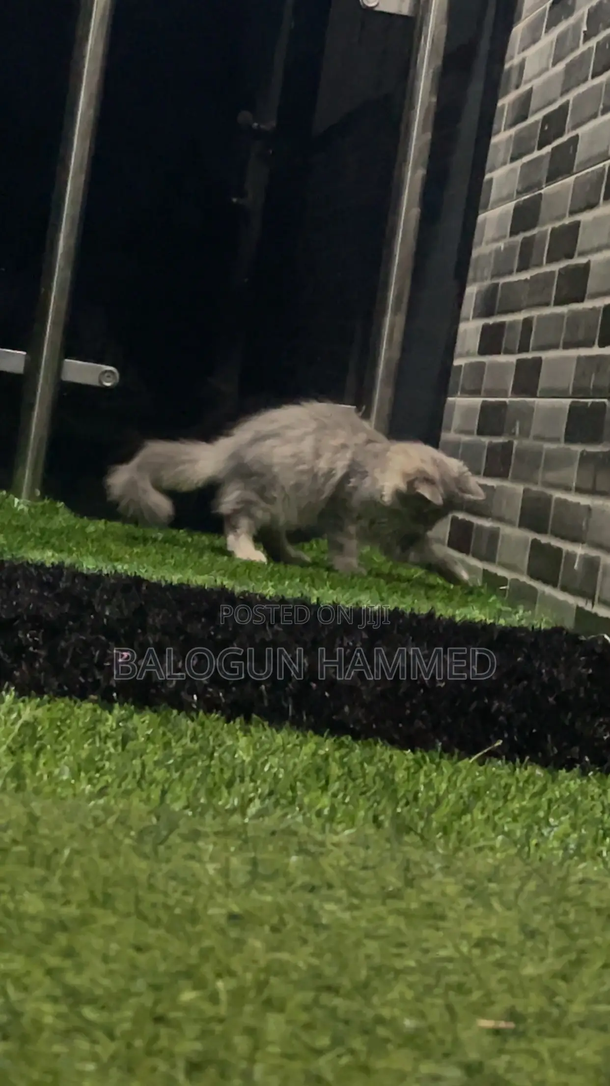 1-3 months Male Mixed Breed Persian