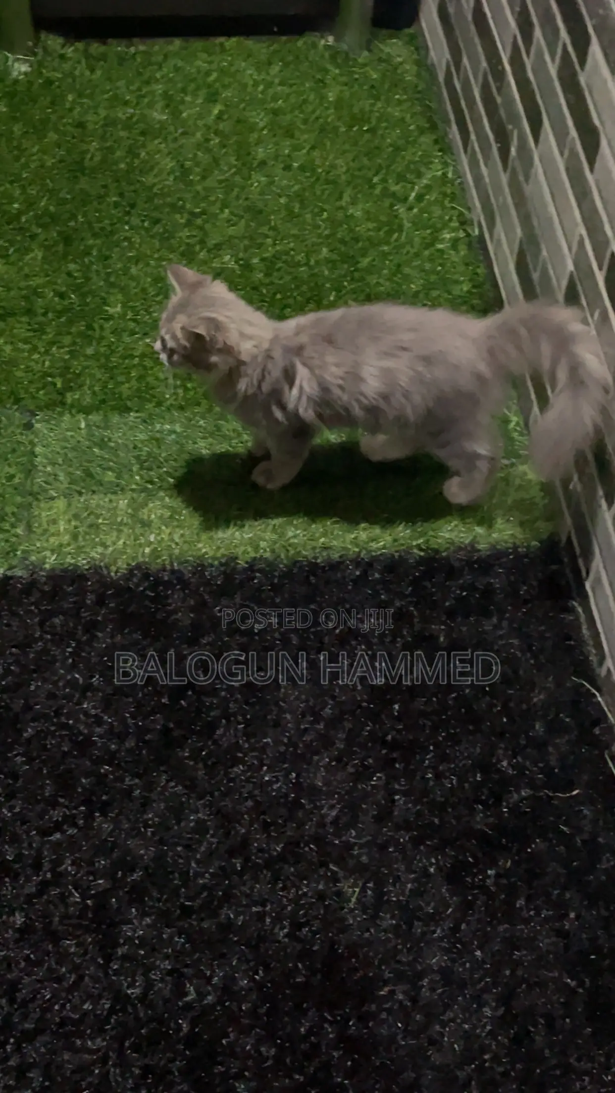 1-3 months Male Mixed Breed Persian