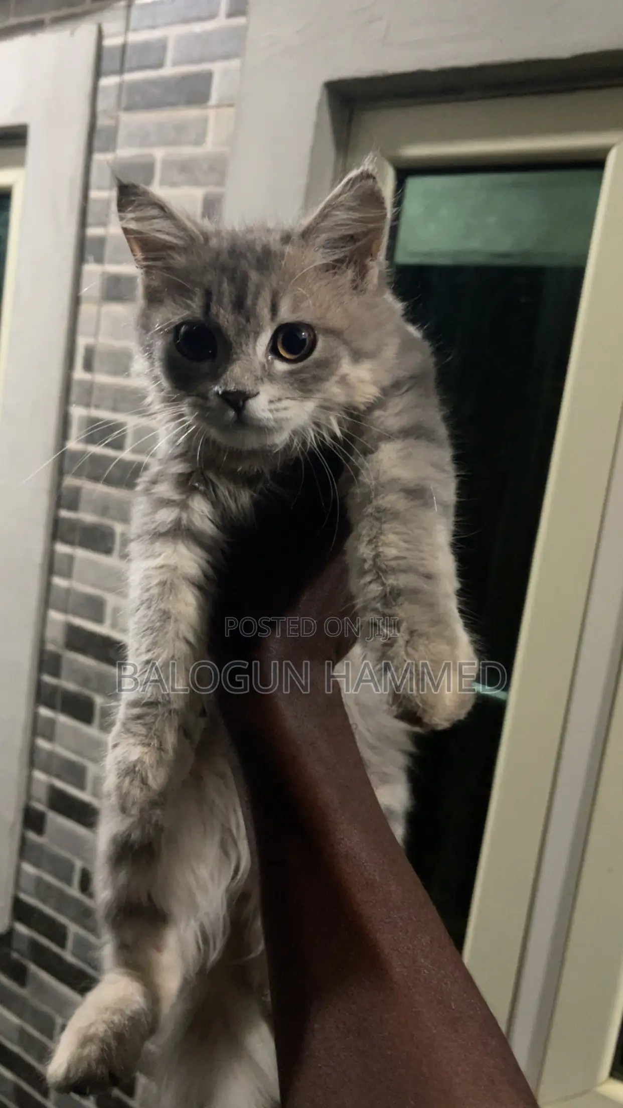 1-3 months Male Mixed Breed Persian