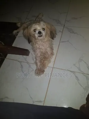 Purebreed Male Lhasa Apso for Mating