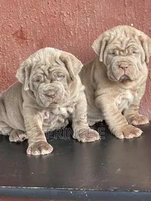 1-3 months Male Purebred Neapolitan Mastiff