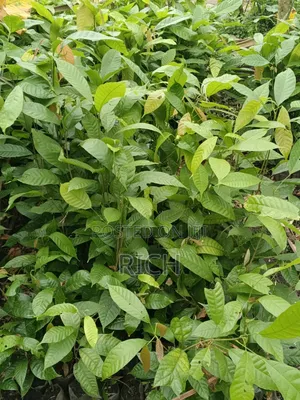 Boost Your Farm Yield With Our Premium Cocoa Seedlings.