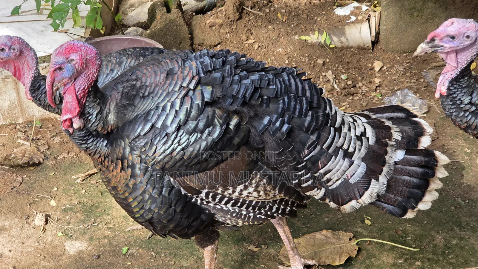 Hybrid Turkey