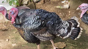 Hybrid Turkey