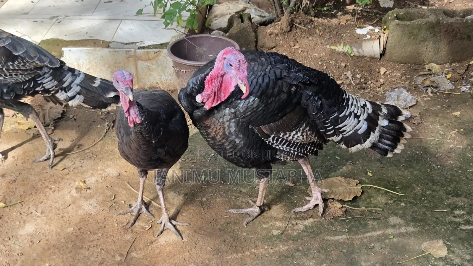 Hybrid Turkey