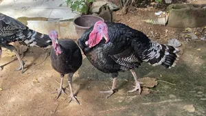 Hybrid Turkey