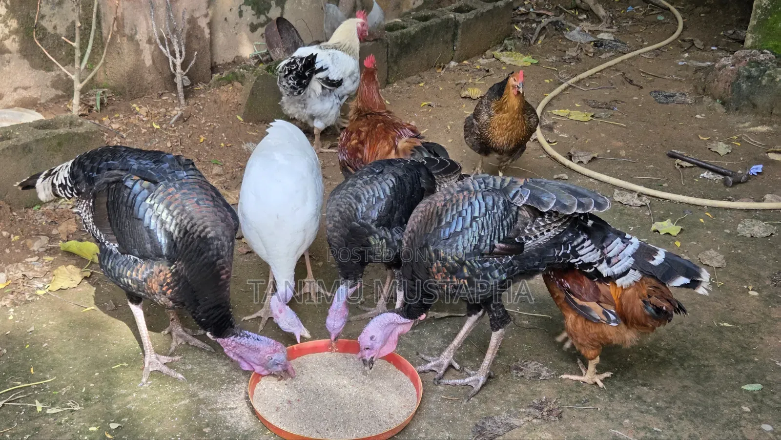 Hybrid Turkey