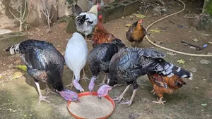 Hybrid Turkey