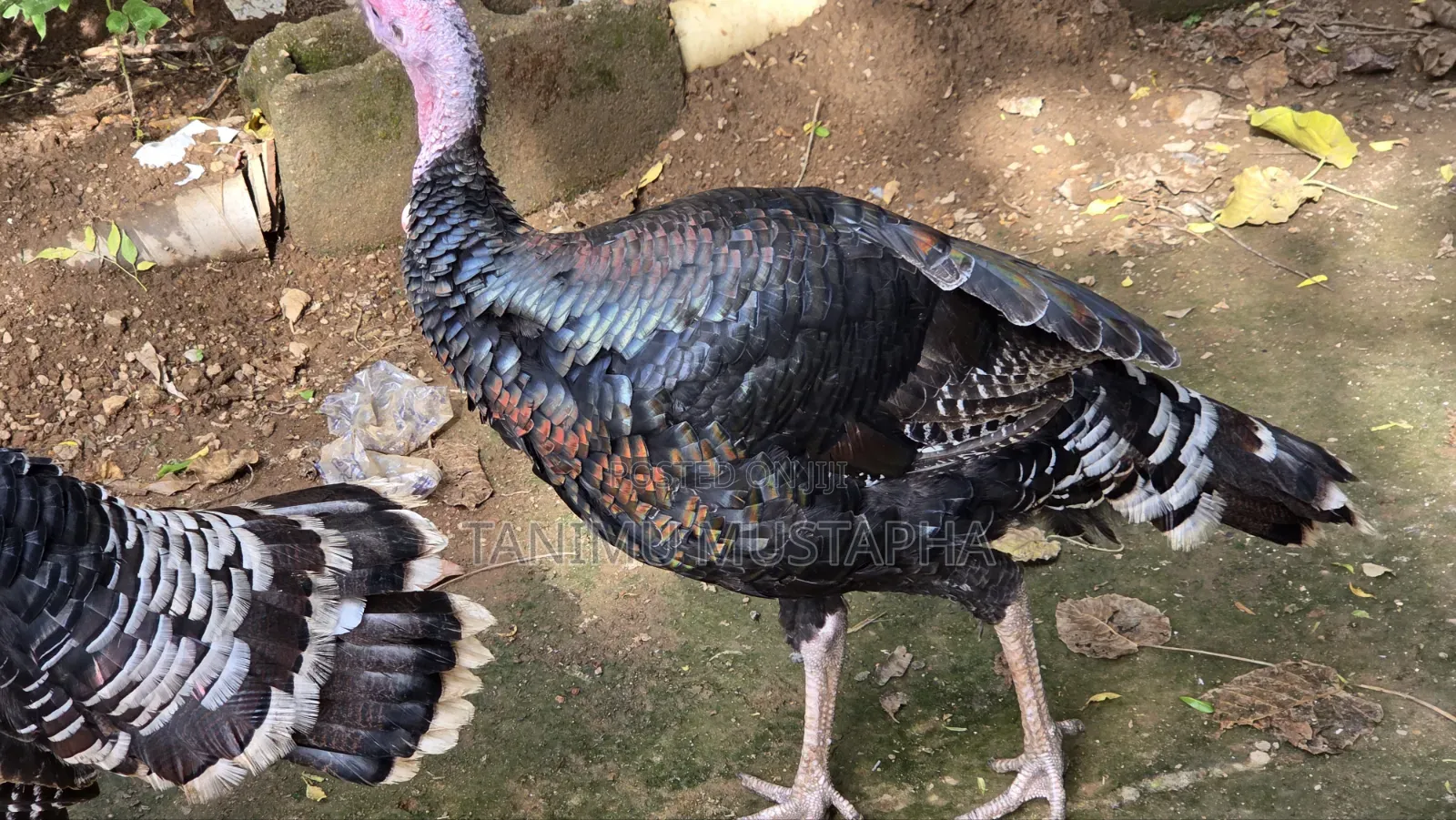 Hybrid Turkey