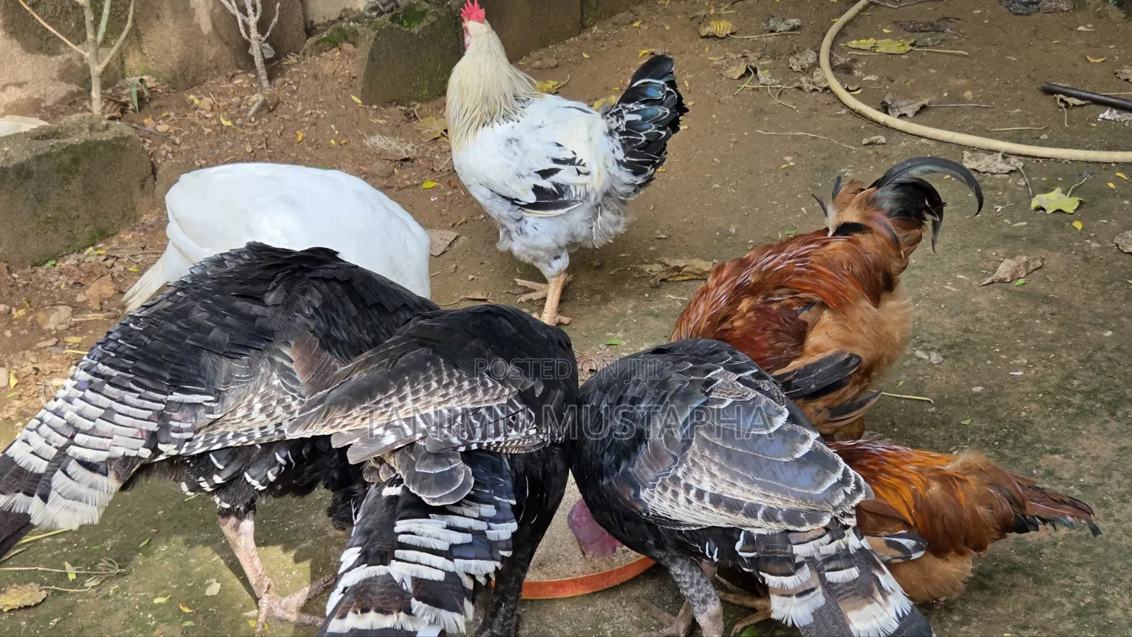 Hybrid Turkey