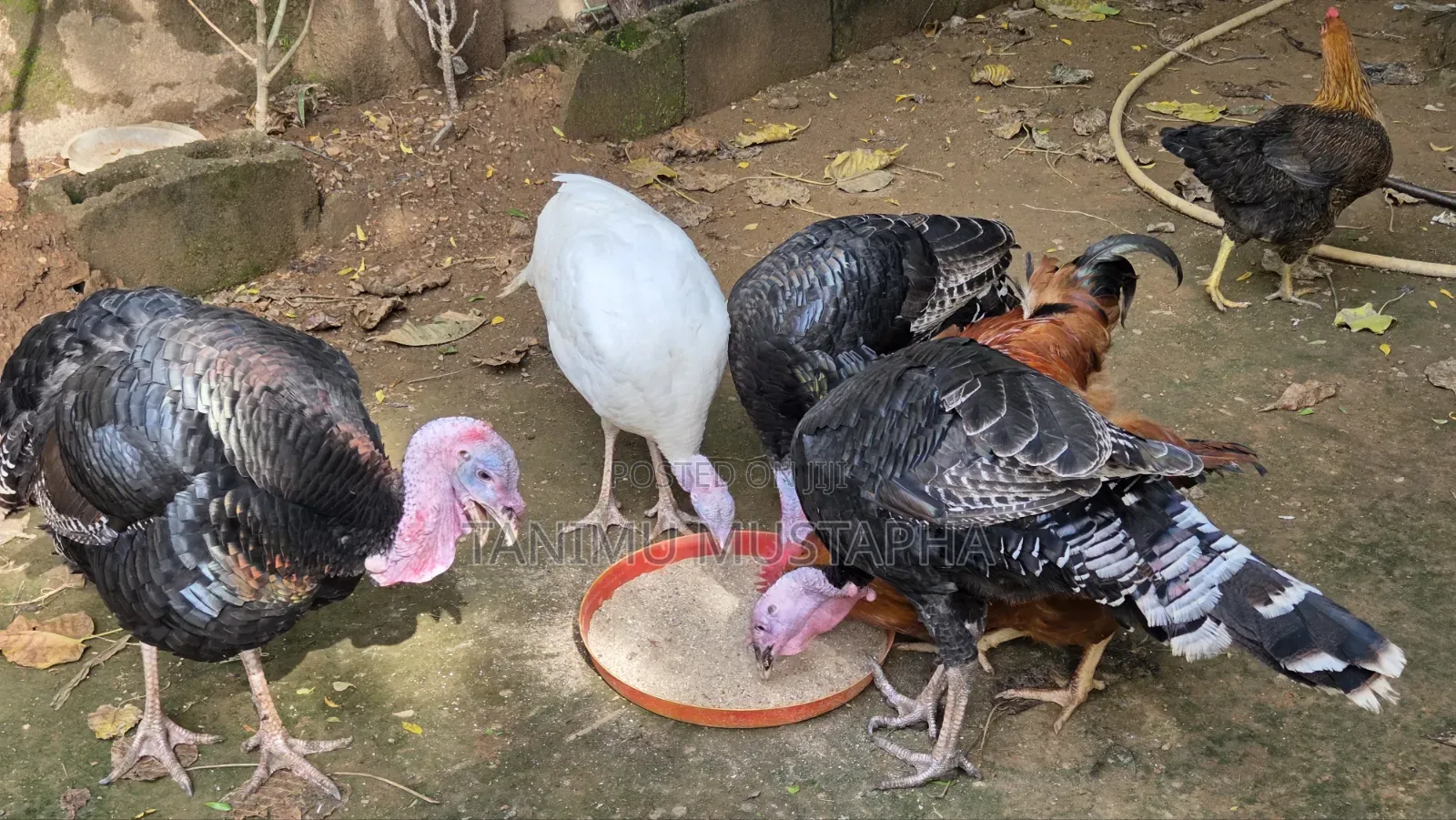 Hybrid Turkey