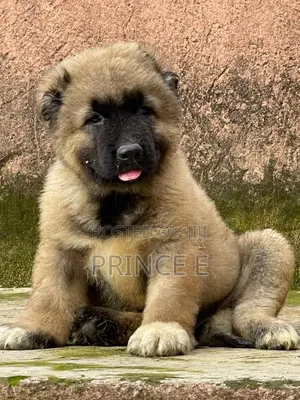 1-3 months Female Purebred Caucasian Shepherd