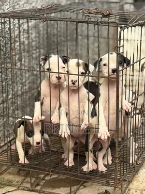 1-3 months Female Purebred American Pit Bull Terrier