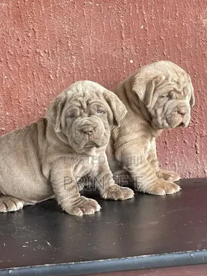 1-3 months Male Purebred Neapolitan Mastiff