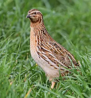 Quail Bird Fertile Egg and Chicks