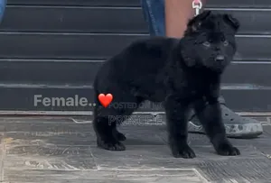 1-3 months Female Purebred German Shepherd