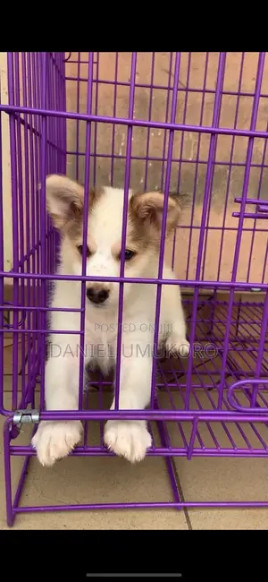 0-1 month Female Mixed Breed Collie