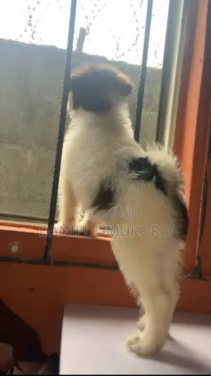 0-1 month Female Mixed Breed Collie