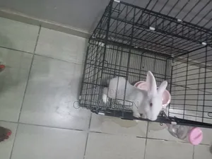 Sales of Newzealand White Bunny With Medium Cage Plus Accessories