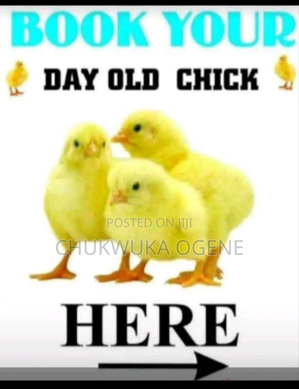 Day Old Chicks