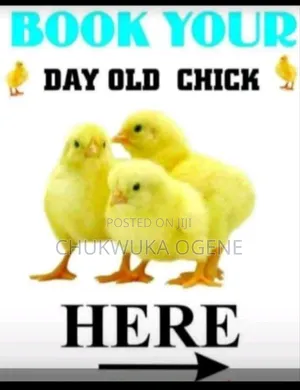 Day Old Chicks