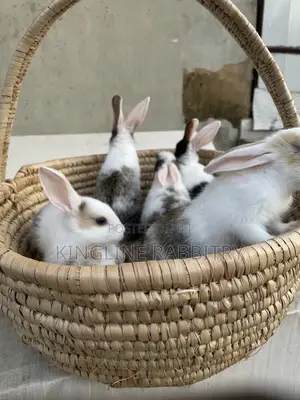 Exotic Foreign Rabbit Weaners