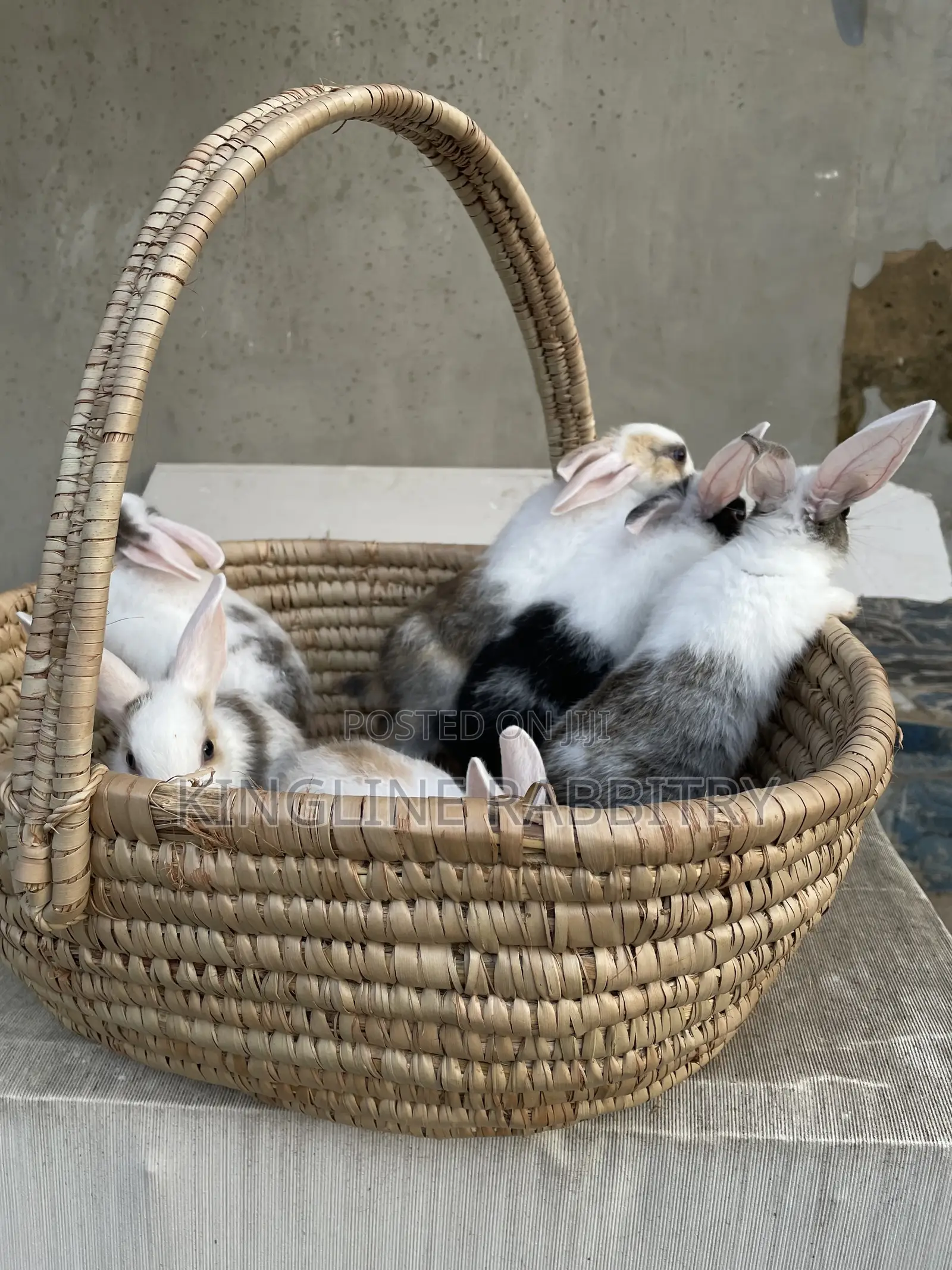 Exotic Foreign Rabbit Weaners