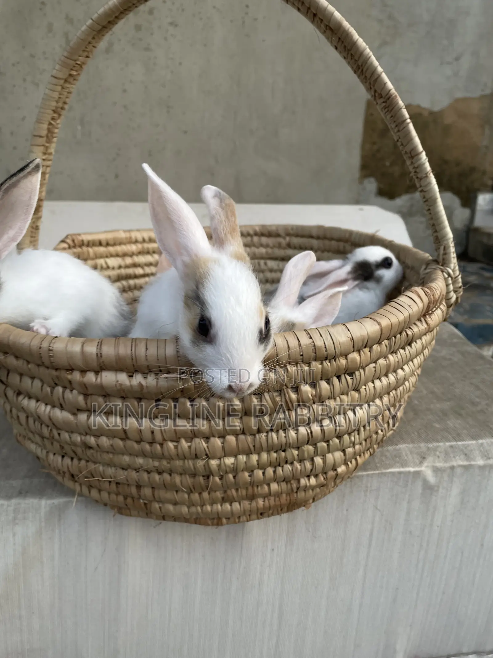 Exotic Foreign Rabbit Weaners