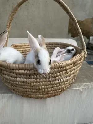 Exotic Foreign Rabbit Weaners