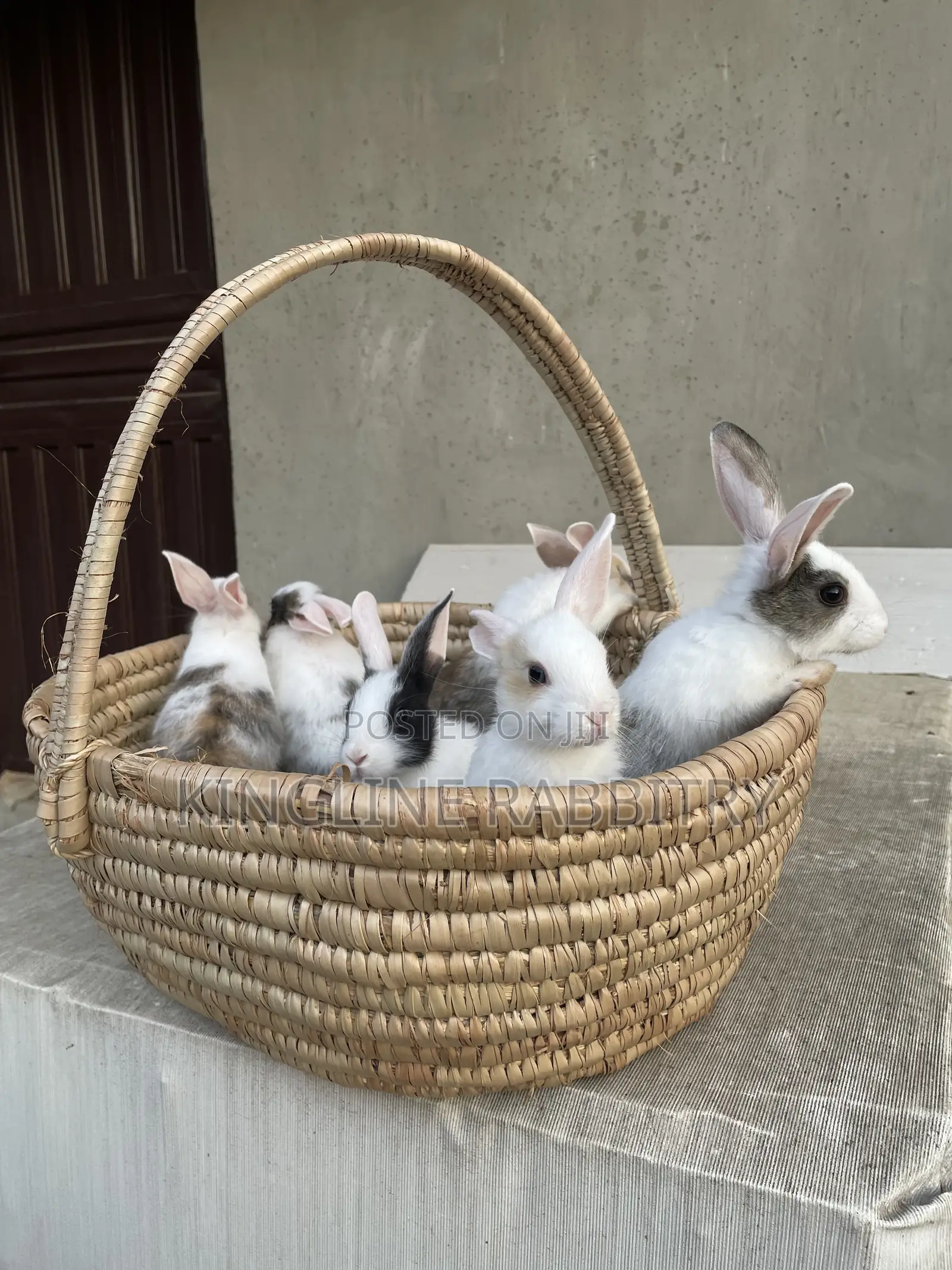 Exotic Foreign Rabbit Weaners