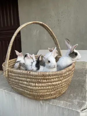 Exotic Foreign Rabbit Weaners