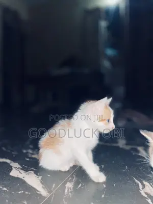 1-3 months Female Purebred American Shorthair